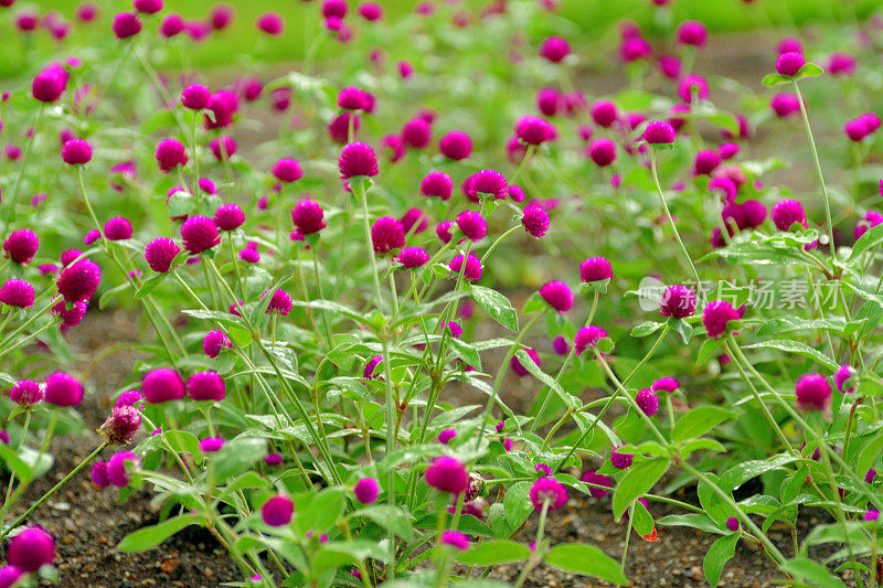 Gomphrena globbosa /全球苋菜花